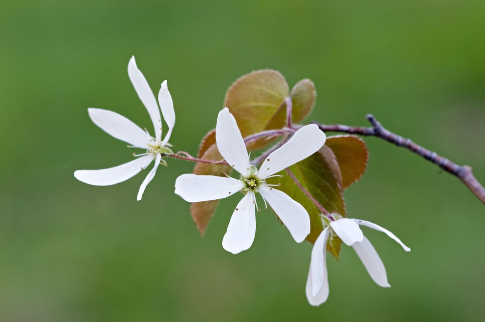 Die Felsenbirne trägt weiße Blüten