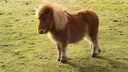 Darf man ein Pony oder Pferd im Garten halten?