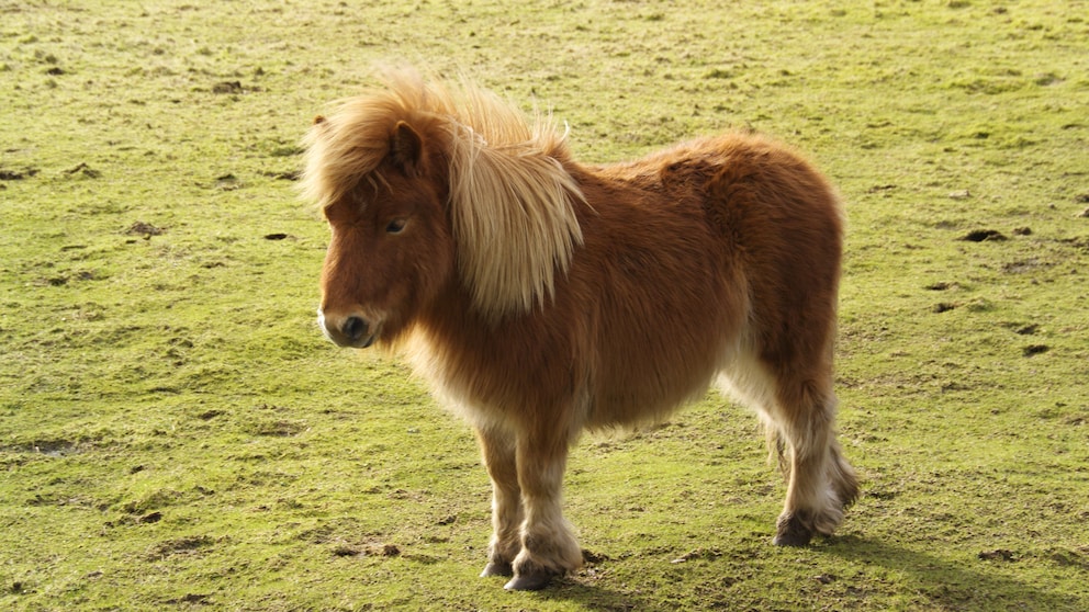 Darf man ein Pony oder Pferd im Garten halten?