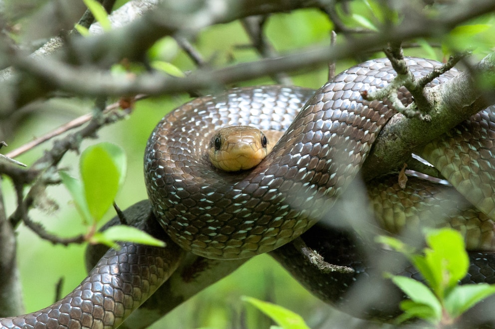 Eine Äskulapnatter auf einem Baum