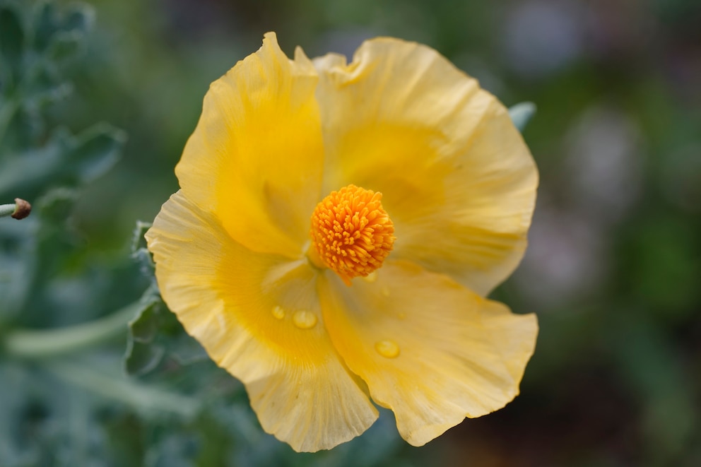 Mohn: Horn-Mohn mit zitronengelber Blüte