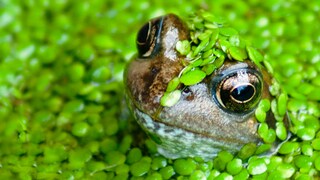 Frösche im Gartenteich sind nützlich