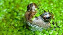 Frösche im Gartenteich sind nützlich