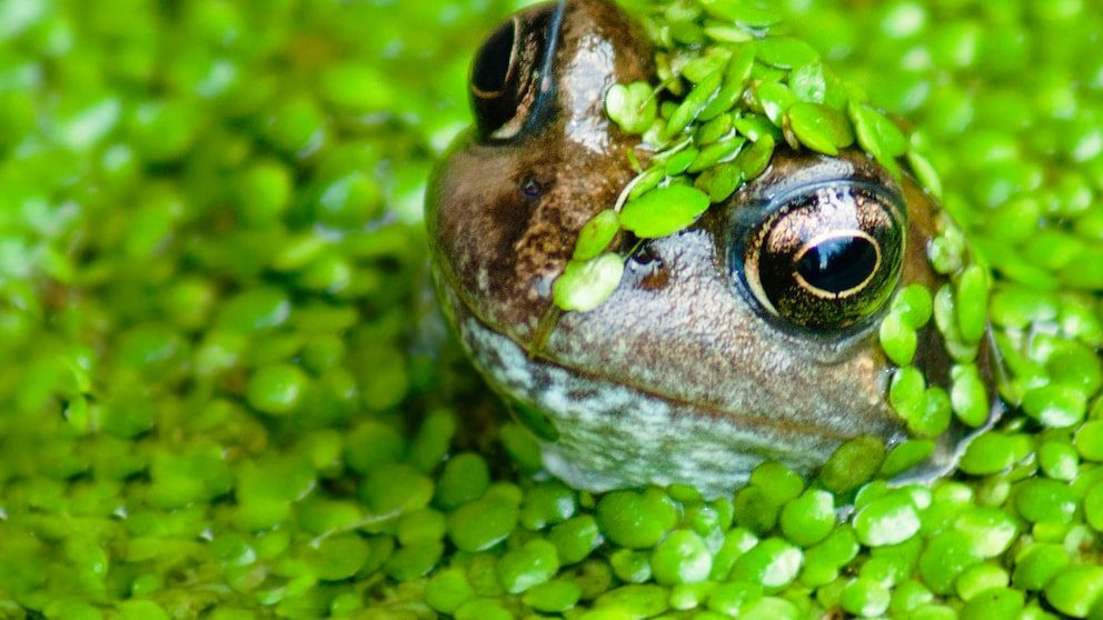 Frösche im Gartenteich sind nützlich