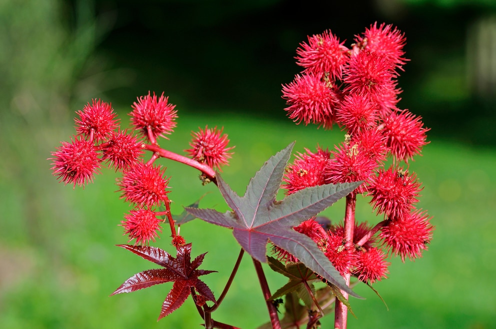 Zweig mit Blüten eines Wunderbaumes