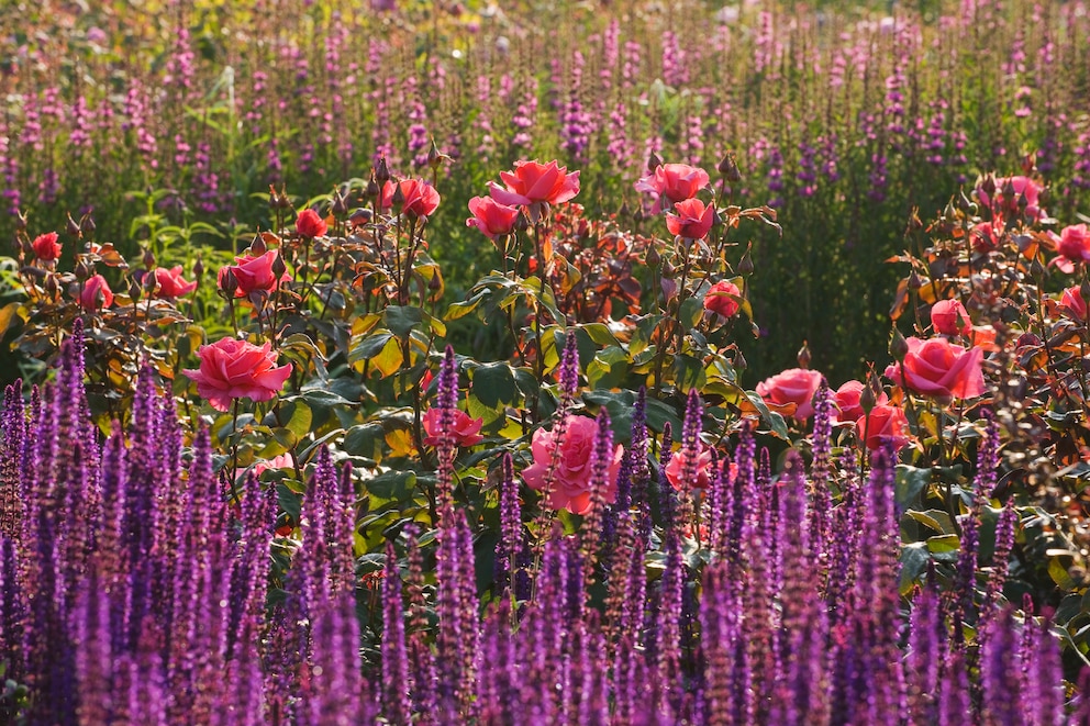 Rosenbegleiter: Zier-Salbei und rote Rosen