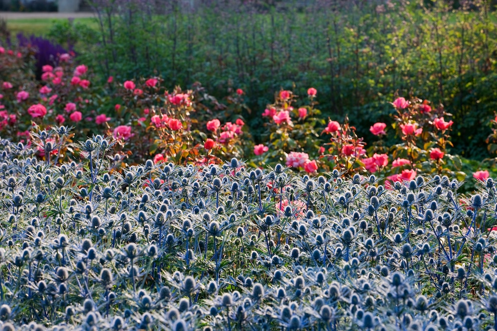 Rosenbegleiter: Blaue Disteln