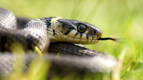 Was tun, wenn man eine Schlange im Garten entdeckt?