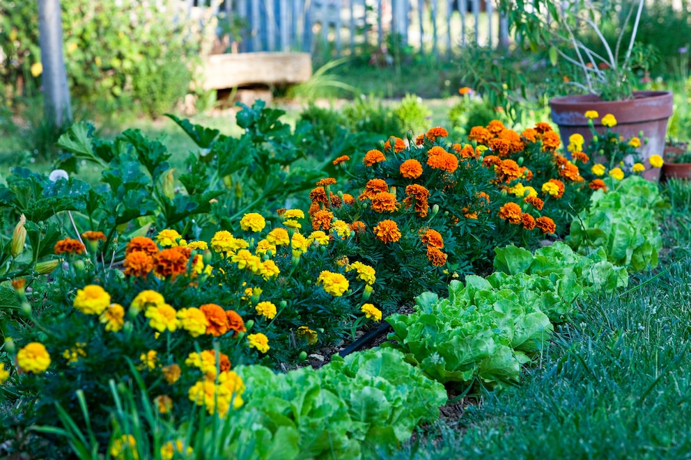 Tagetes in einer Reihe im Garten gepflanzt