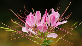 Spinnenblume für das Gartenbeet