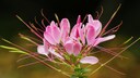 Spinnenblume für das Gartenbeet