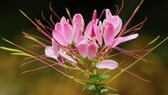 Spinnenblume für das Gartenbeet
