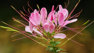 Spinnenblume für das Gartenbeet