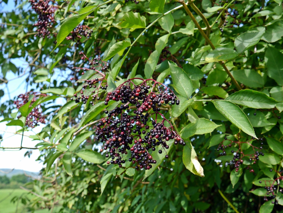 Fliederbeeren des Schwarzen Holunderstrauches an den Zweigen