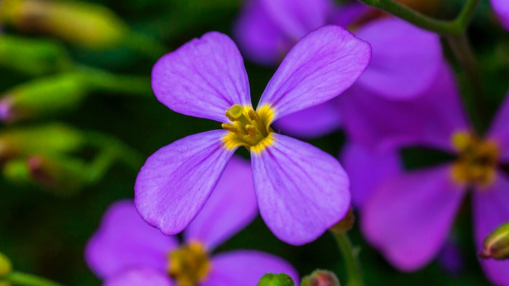 Zweijährige Pflanzen für den Garten