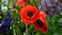 Mohn: Rote Mohnblüten