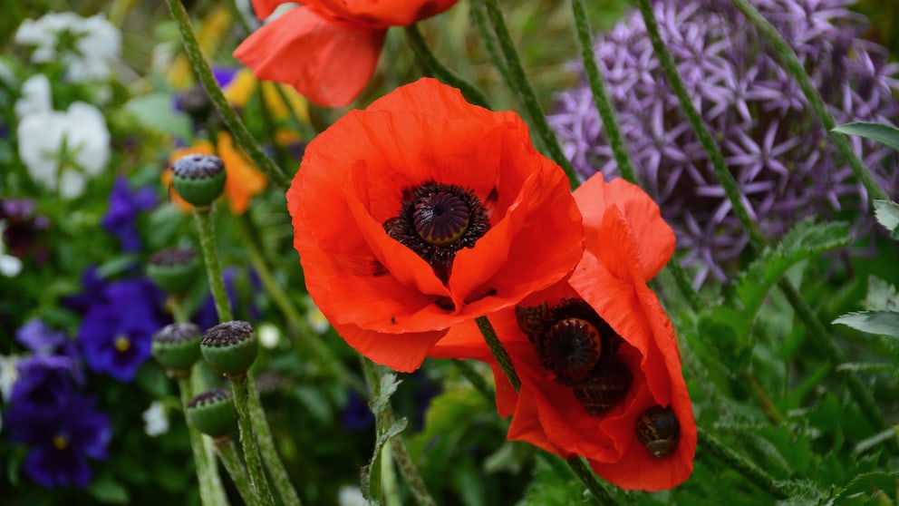 Mohn: Rote Mohnblüten