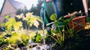 Gießen: Ein Beet wird mit Wasser aus der Gießkanne begossen