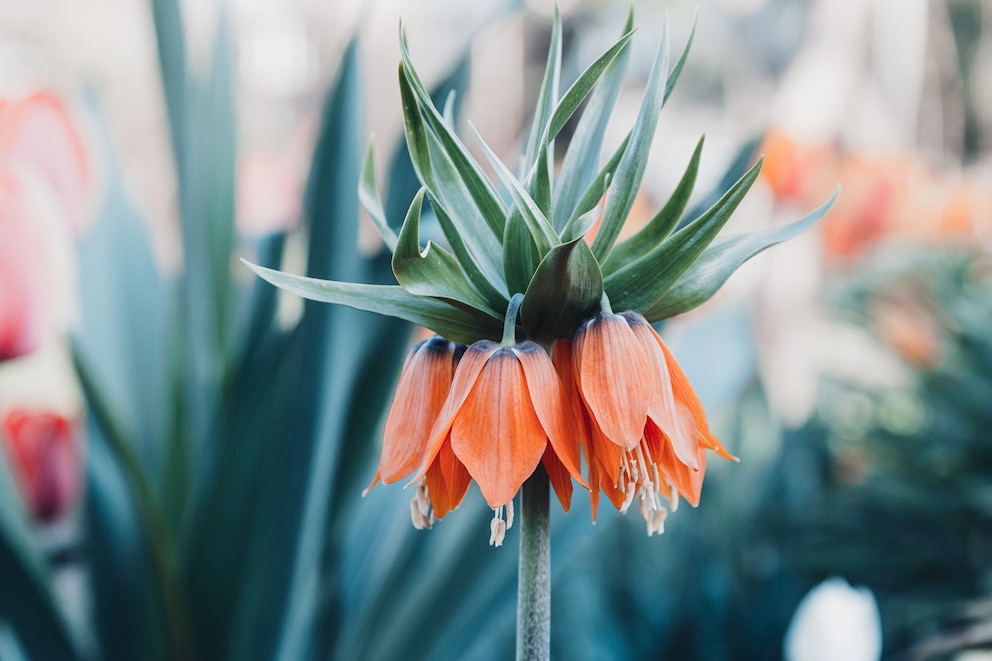 Orangfarbene Kaiserkronenblüte