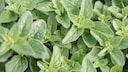 Kann man Blattläuse mit Oregano bekämpfen?