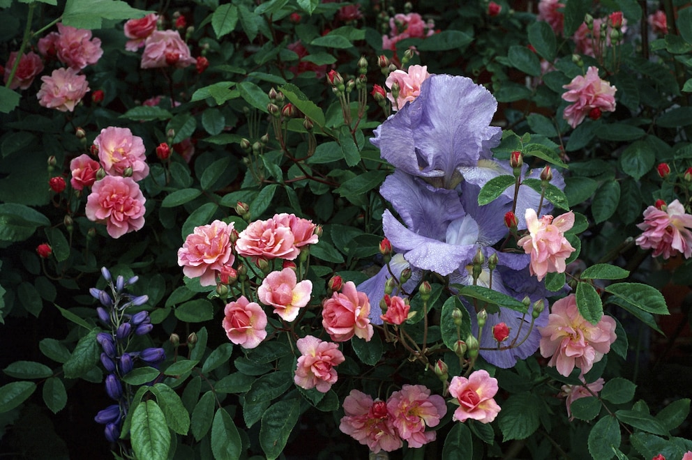 Rosenbegleiter: Rosen und Schwerlilien