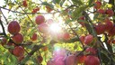 Äpfel an einem Baum