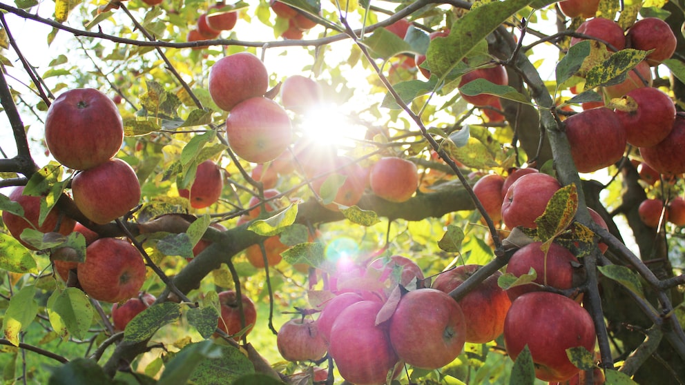 Äpfel an einem Baum