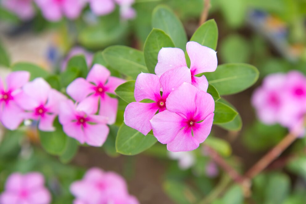 Staudenphlox gibt es in vielen verschiedenen Farben