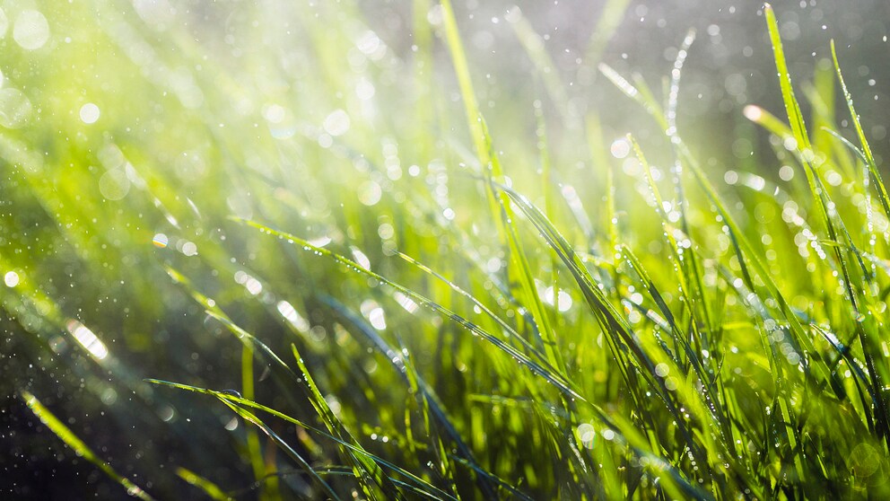 Mit einem Regendieb im Sommer den Garten mit Regenwasser bewässern