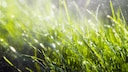 Mit einem Regendieb im Sommer den Garten mit Regenwasser bewässern