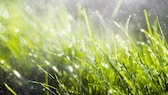 Mit einem Regendieb im Sommer den Garten mit Regenwasser bewässern