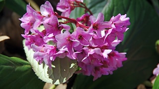Bergenie mit lila Blüten