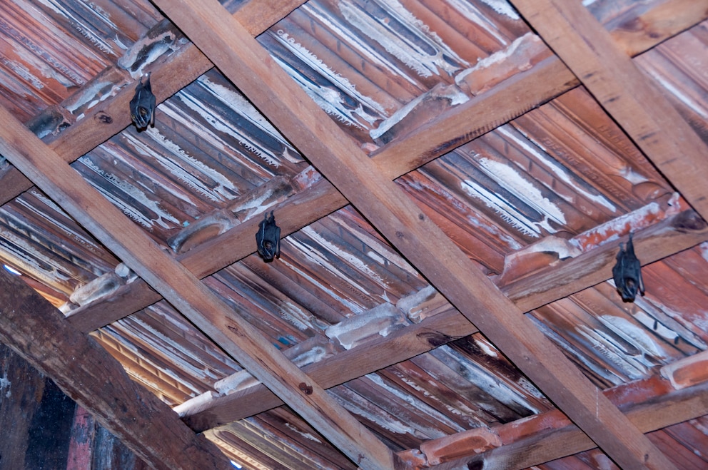 Fledermäuse hängen vom Dachstuhl