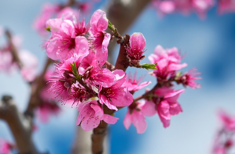 Nektarinenbaum trägt pinkfarbene Blüten
