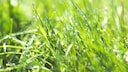 Grashalme mit Tautropfen im Sonnenlicht