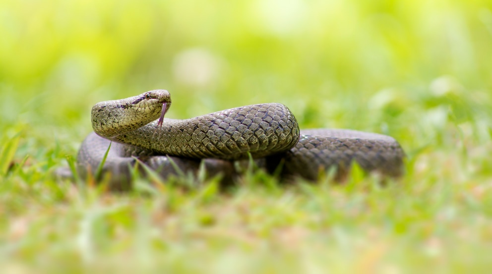 Eine Schlingnatter im Garten