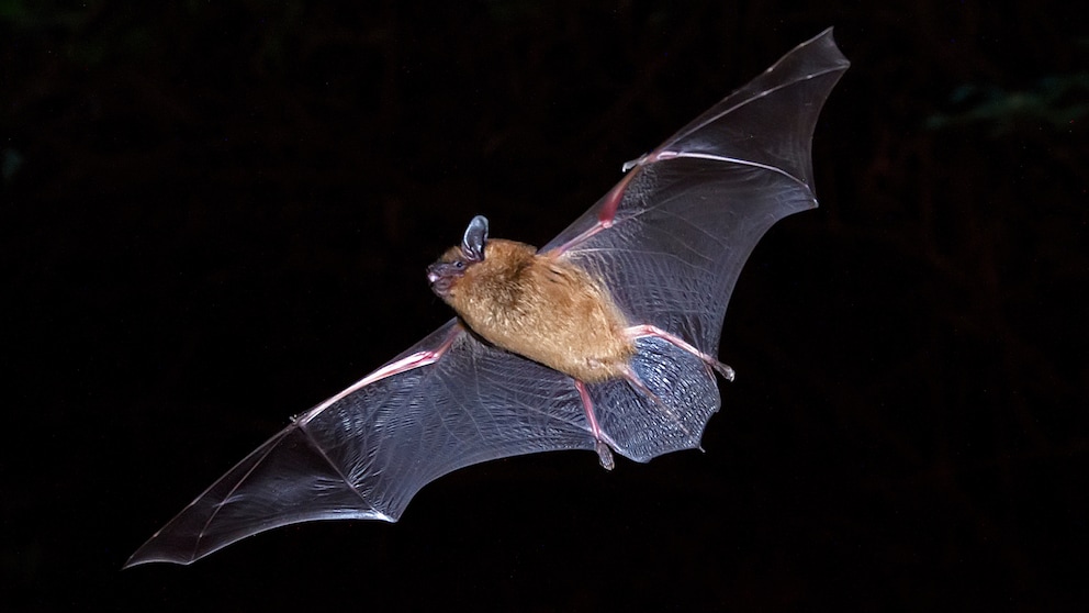 Fledermaus in der Wohnung – was tun?