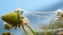 Spinnmilben im Garten bekämpfen