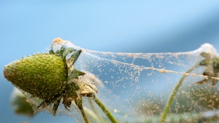 Spinnmilben im Garten bekämpfen