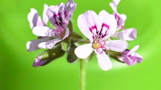 Die Blüten einer Duftpelargonie