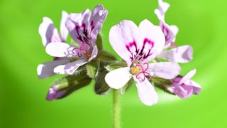 Die Blüten einer Duftpelargonie