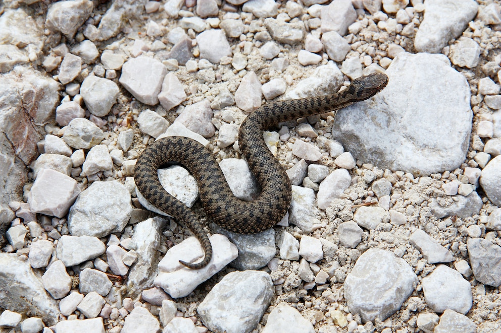 Eine Aspisviper auf Geröll