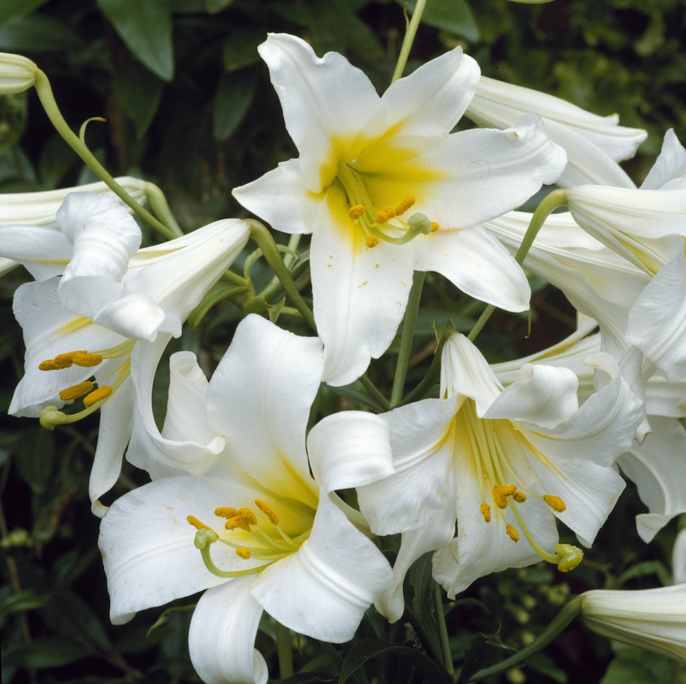 Lillien anpflanzen: Liliien mit pink leuchtenden Blüten