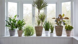 Verschiedene Blumentöpfe mit Palmen, Gummibaum und Bogenhanf auf einem Fensterbrett vor einem Fenster