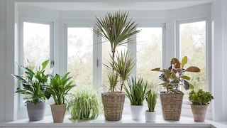 Verschiedene Blumentöpfe mit Palmen, Gummibaum und Bogenhanf auf einem Fensterbrett vor einem Fenster