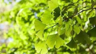 Grüne Blätter des Ginkgobaumes