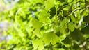 Grüne Blätter des Ginkgobaumes
