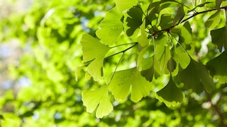 Grüne Blätter des Ginkgobaumes