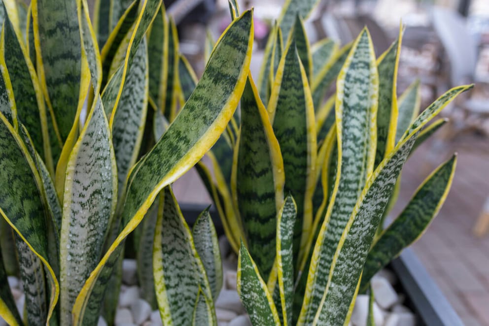 Snake plant leaves