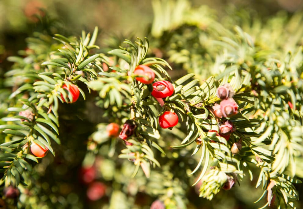 Yew with red fruits
